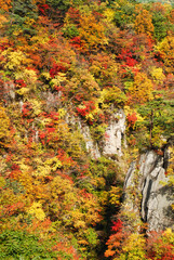 Japanese scenery - autumn in the forest