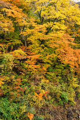Japanese scenery - autumn mountain