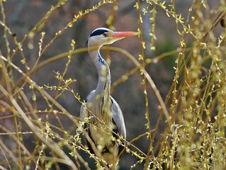 great blue heron