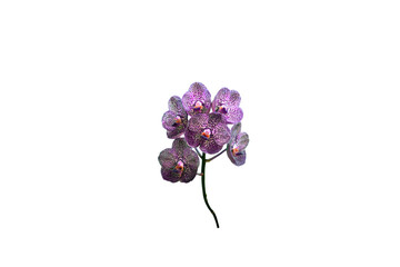 Close-up png image of a beautiful Vanda orchid in Thailand used as background and texture.