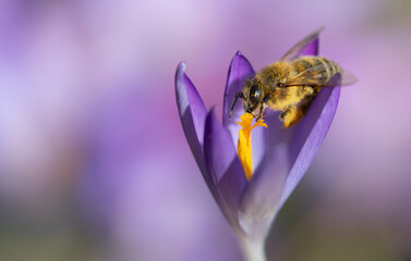 Close-up of a tiny honey bee looking for food on a purple crocus. The bee's body is covered with...