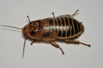 Barata-selvagem