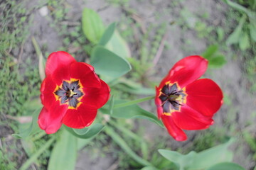 Steppe grass, summer.