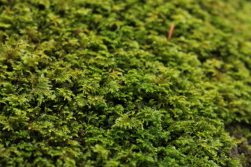 Close up texture background of green moss on the stone