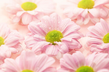 Chrysanthemum flowers float in the water on a pink background. Spring concept.