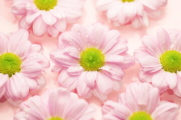 Chrysanthemum flowers float in the water on a pink background.