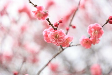 梅の花