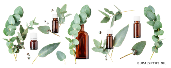 Eucalyptus oil. Eucalyptus aromatherapy essential oil in bottle and leaves set.  PNG isolated with transparent background. Flat lay, top view. Without shadow.