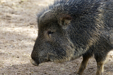 Chacoan Peccary, dry Chaco, South America
