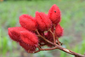 urucu nordeste sementes grao