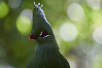 Livingstones Turaco (Tauraco livingstonii). Colourful bird with green plumage, a distinctive red circle around the eyes and white tipped feathers forming large crest on its head. South Africa.