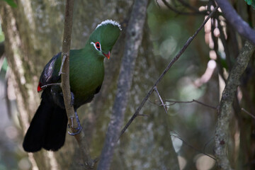 Livingstones Turaco (Tauraco livingstonii). Colourful bird with green plumage, a distinctive red circle around the eyes and white tipped feathers forming large crest on its head. South Africa.