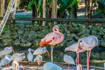 A view of flamingos and White Ibis in a garden near Fort Lauderdale, Florida on bright sunny day - obrazy, fototapety, plakaty