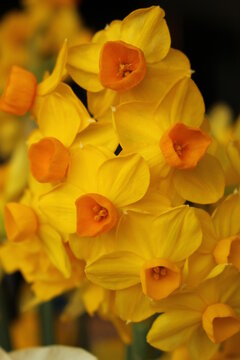 Cluster of small Jetfire (Cyclamineus) daffodils in springtime against a dark black background. Cute miniature daffodils with golden petals and an orange trumpet