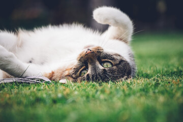 Feline princess relaxes in the grass and enjoys a relaxing lunch and warming sun. A domestic color cat with piercing green eyes squints into the camera and enjoys her rest on her back