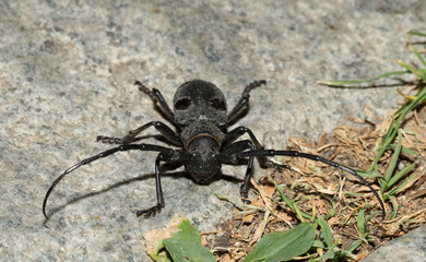 Morimus funereus is a species of beetle in family Cerambycidae.
