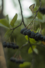 Aronia melanocarpa, black chokeberry, in organic garden on a blurred background of greenery. Close up macro.  Selective soft  focus
