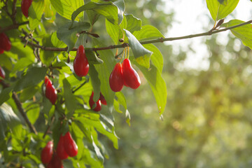 A lot of Cornus fruits, Cornus mas (cornel, Cornelian cherry, Cornelian cherry dogwood), Red dogwood berries in the organic garden on a blurred background of greenery, Rich harvest, Selective focus