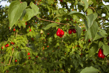 Cornus fruit, Cornus mas (cornel, Cornelian cherry, European cornel, Cornelian cherry dogwood), Red ripe dogwood berries in the organic garden on a sunny day. Selective focus