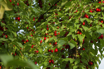 A lot of Cornus fruit, Cornus mas (cornel, Cornelian cherry),  ripe dogwood berries in the organic garden on a blurred background of greenery, Selective focus