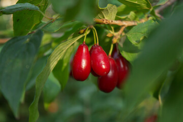 Cornus fruit, Cornus mas (cornel, Cornelian cherry),  ripe dogwood berries are hanging on a branch of fruit tree on a sunny day. Natural farm products. Closeup