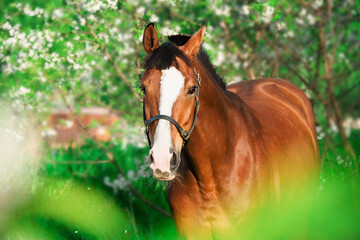 Spring portrait of brown horse
