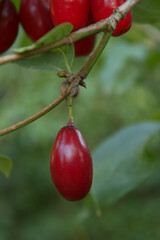Cornus fruit, Branch of Cornus mas with leaves, cornel. Red ripe dogwood berries are hanging on a branch of fruit tree. Closeup, Vertical