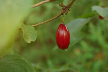 Branch of Cornus mas with leaves (cornel, Cornelian cherry, European cornel, Cornelian cherry dogwood) on a blurred background of greenery. Natural farm products, Close up