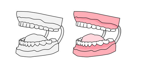 歯科用歯の模型(噛み合わせ)