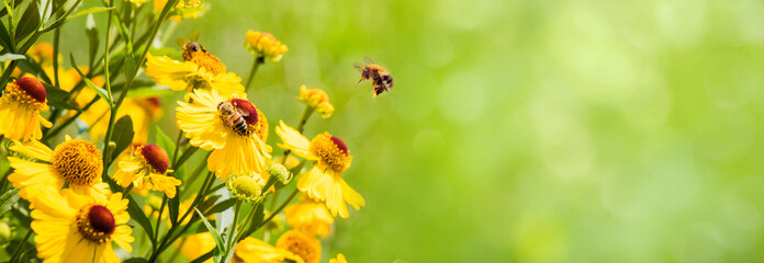 Nature summer Background with Bee collects nectar - 574976649