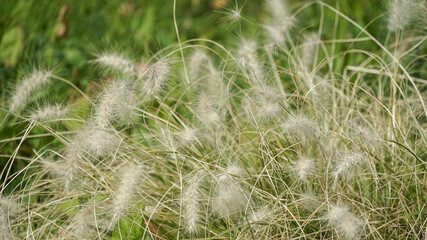 natureza planta folha