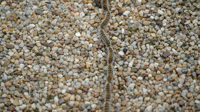 natureza lagarta