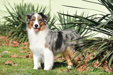 Australian Shepherd dog stands in full growth against the background of palm trees on a green lawn