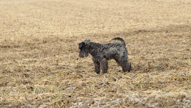 dog on a walk in nature on field. little black schnauzer