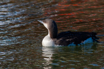 large waterfowl in its natural habitat, Black-throated Loon, Gavia arctica	