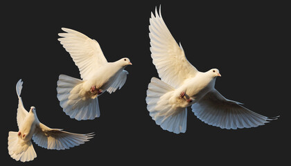 Fototapeta na wymiar white pigeons in flight isolated on white background