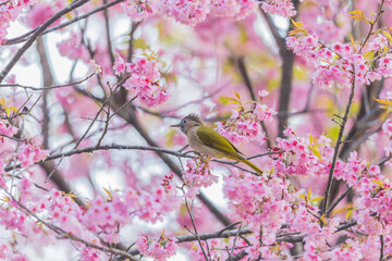 A little bird on Wild Himalayan Cherry Flowers (Sour  cherry)