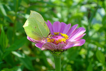 Fototapeta premium yellow lemongrass butterfly on a pink tsinia flower in a sunny summer garden