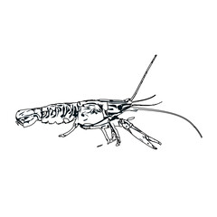 Shrimp black and white sketch with transparent background