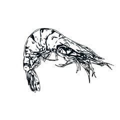 Shrimp black and white sketch with transparent background