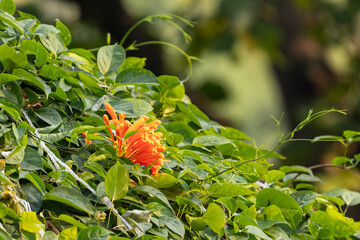 Adorable Orange-trumpet Vine on tree