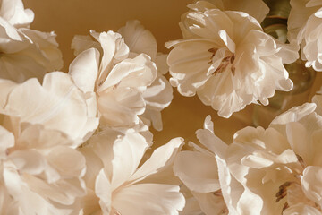 Soft and dreamy beige flower textured background