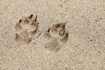 close-up of dog paw prints in the sand of a beach on Hawaii