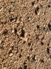White and yellow sand on the beach of Phuket island. Seashells and pebbles on the beach