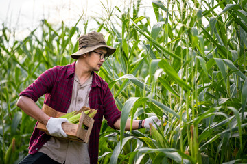 Asian farmer with hat standing in corn field, image of senior farmer standing in corn field