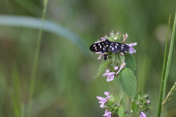 butterfly on a flower