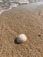 White and yellow sand on the beach of Phuket island. Seashells and pebbles on the beach
