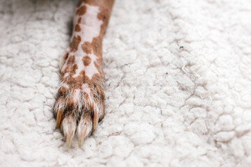 White spotted paws of hairless dog on the carpet