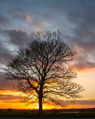 Fototapeta na wymiar Silhouette of a bare tree with an orange sky behind and dramatic clouds