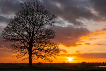 Tree silhouetted against an orange sky with dramatic clouds